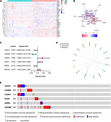 Identification of the Pyroptosis-Related Gene Signature for Overall Survival Prediction in Patients With Hepatocellular Carcinoma